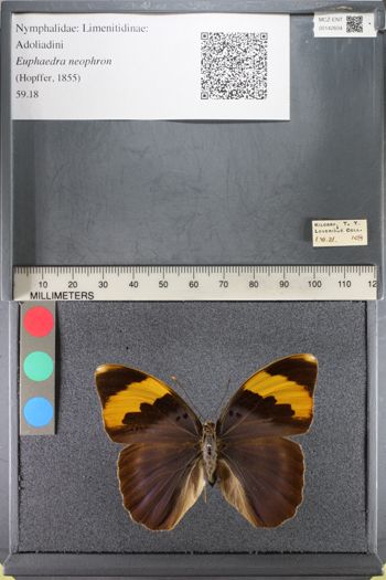Media type: image;   Entomology 142604